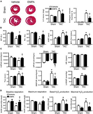 Direct Cardiac Actions of Sodium-Glucose Cotransporter 2 Inhibition Improve Mitochondrial Function and Attenuate Oxidative Stress in Pressure Overload-Induced Heart Failure